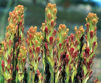 Castilleja cinerea