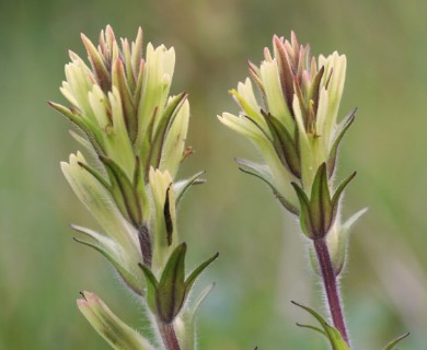 Castilleja collegiorum