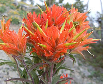 Castilleja crista-galli