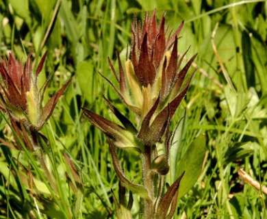 Castilleja cryptantha