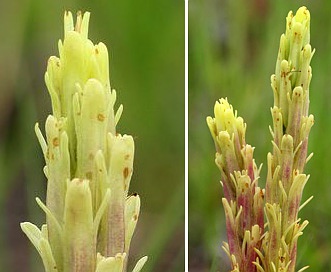 Castilleja cusickii