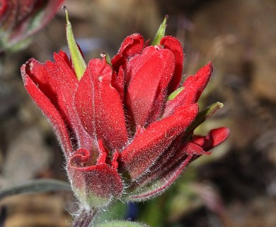 Castilleja elmeri