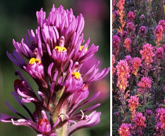 Castilleja exserta