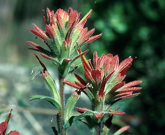 Castilleja gleasonii