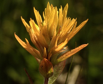 Castilleja gracillima