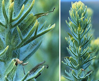 Castilleja grisea