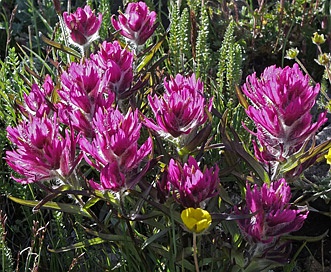 Castilleja haydenii