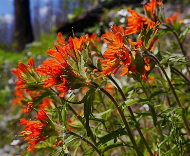 Castilleja hispida