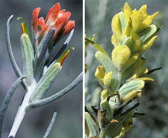 Castilleja hololeuca