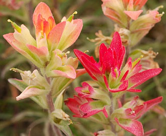 Castilleja indivisa