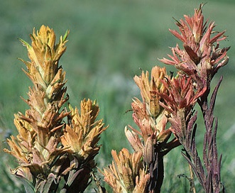 Castilleja kaibabensis