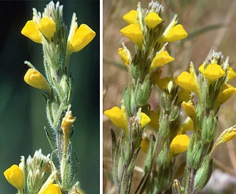 Castilleja lasiorhyncha