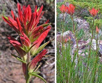 Castilleja linariifolia