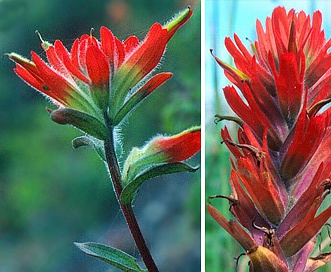 Castilleja litoralis