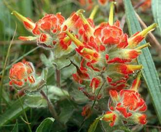 Castilleja mendocinensis