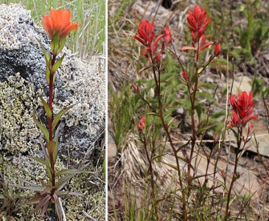 Castilleja miniata