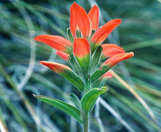 Castilleja nervata