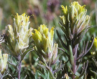 Castilleja nivea