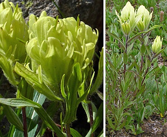 Castilleja occidentalis