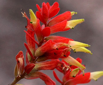 Castilleja ortegae