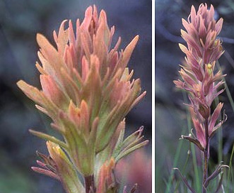 Castilleja pallescens