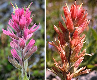 Castilleja parviflora