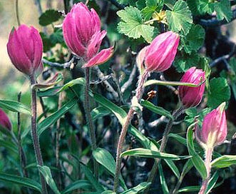 Castilleja parvula