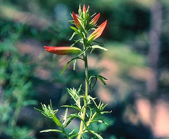 Castilleja patriotica