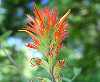 Castilleja pruinosa