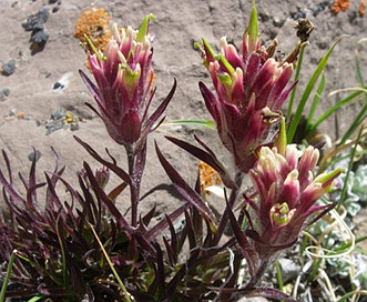 Castilleja pulchella