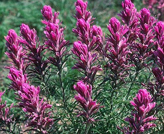 Castilleja purpurea