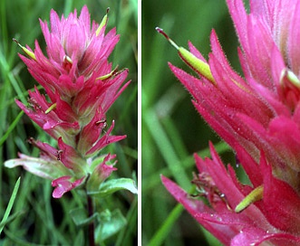 Castilleja rhexiifolia