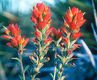 Castilleja rigida