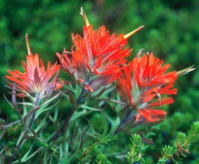 Castilleja rupicola