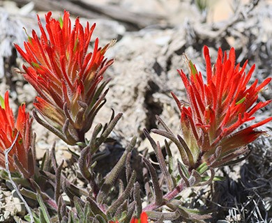 Castilleja scabrida