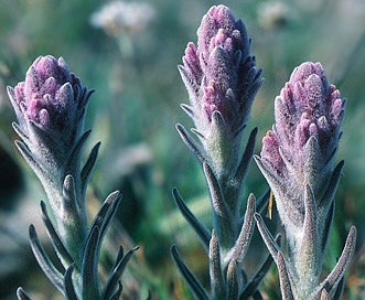 Castilleja schizotricha