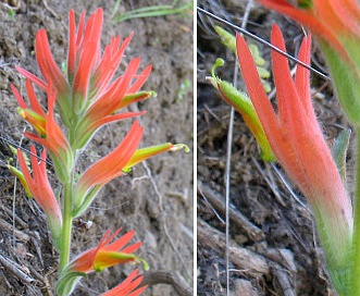 Castilleja subinclusa