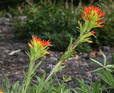 Castilleja suksdorfii