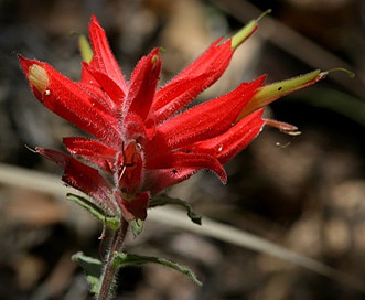 Castilleja tenuiflora