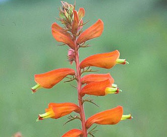 Castilleja tenuifolia