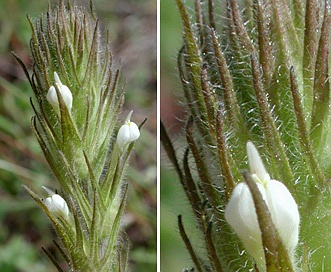 Castilleja tenuis