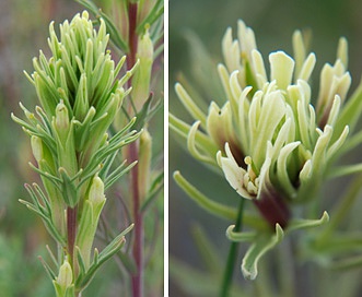 Castilleja thompsonii