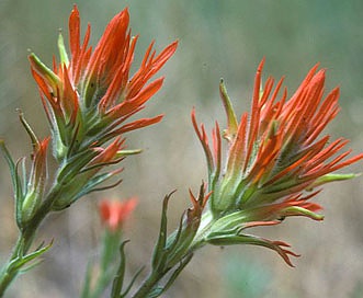 Castilleja wootonii