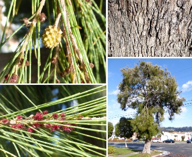 Casuarina equisetifolia