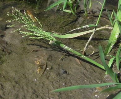 Catabrosa aquatica