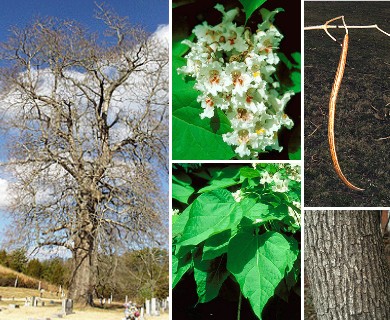 Catalpa speciosa