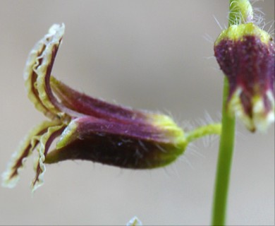 Caulanthus coulteri