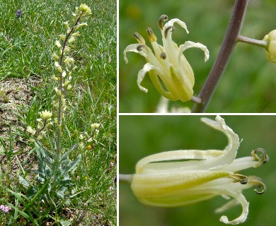 Caulanthus flavescens