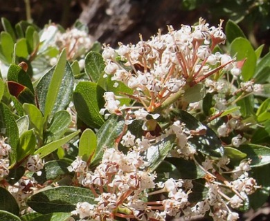 Ceanothus buxifolius