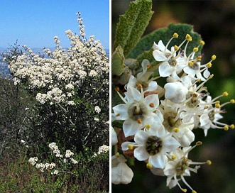 Ceanothus crassifolius